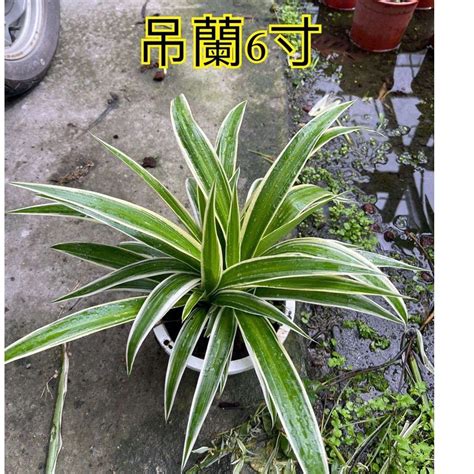 大葉吊蘭|吊蘭怎麽照顧？會開花嗎？吊蘭種植方法、花語、風。